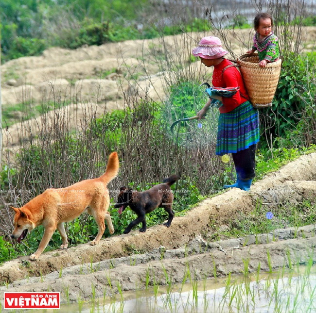 Cuộc sống trên nương của một gia đình người Mông ở A Lù. (Ảnh: Hoàng Hà)