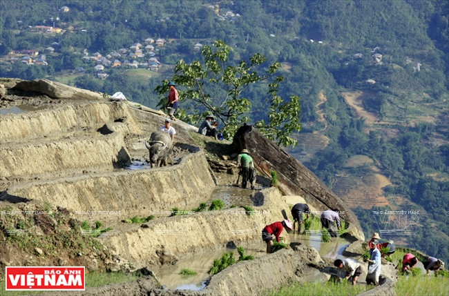 Khi đã tích đủ nước ở chân các thửa ruộng, các gia đình người Mông, Hà Nhì ở Y Tý bắt đầu vào vụ cấy, cày. (Ảnh: Trọng Chính)