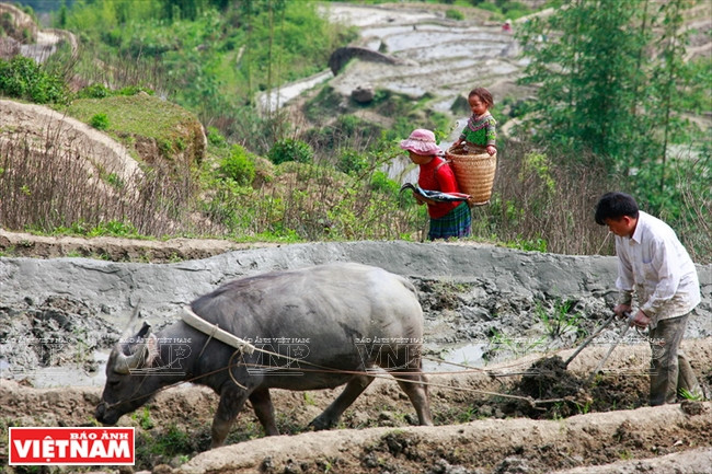 Vào mùa nước đổ, nhiều gia đình ở Y Tý cả nhà đều đi lên nương canh tác trên những thửa ruộng bậc thang. (Ảnh: Việt Cường)