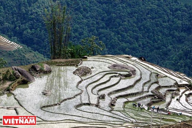 Khi nước đã xăm xắp những thửa ruộng bậc thang, bà con các tộc người vùng cao Y Tý bắt đầu vào vụ cấy mới. (Ảnh: Nguyễn Thắng)