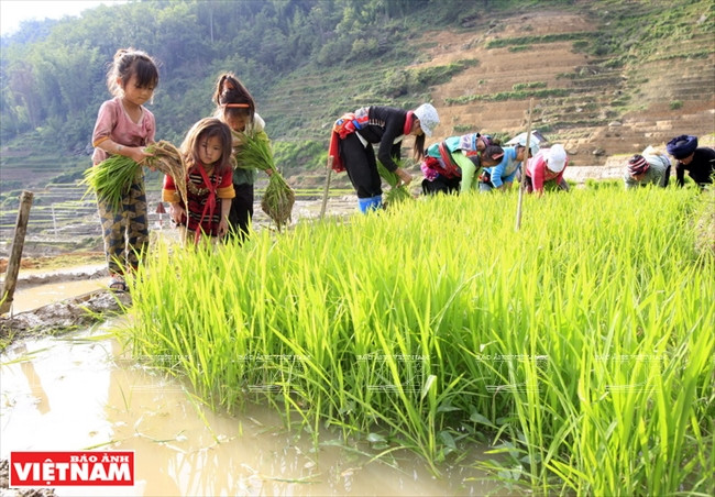 Những em bé dân tộc Mông theo mẹ lên chân ruộng bậc thang nhổ mạ non. (Ảnh: Trọng Chính)