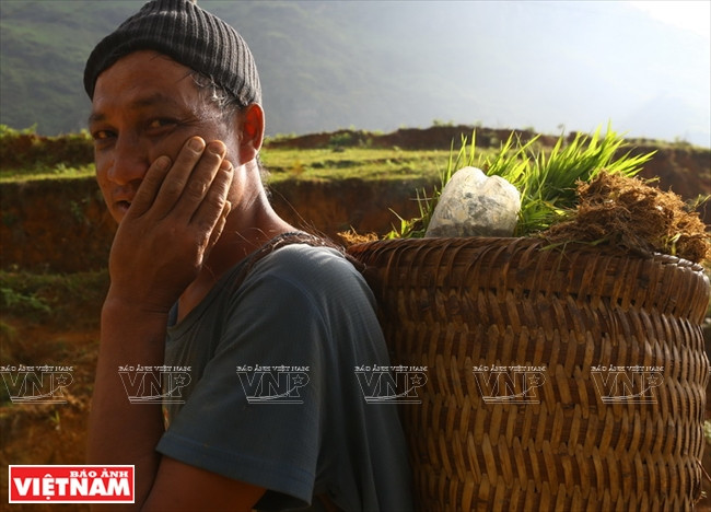 Một người đàn ông người Mông gùi mạ xuống những thửa ruộng bậc thang. (Ảnh: Thông Thiện)