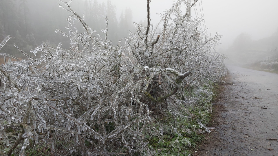 Đợt rét đậm, rét hại kéo dài khiến xuất hiện lớp băng dày trên các ngọn cây, cỏ. (Ảnh: Nguyễn Chiến/TTXVN)