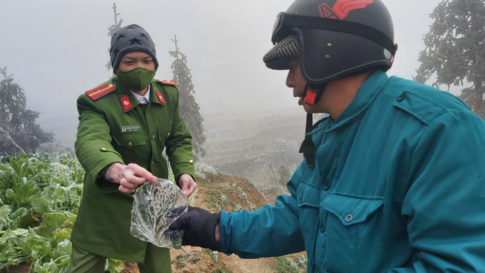 Ông Hứa Đình Tuấn, Phó Chủ tịch Ủy ban Nhân dân xã Xín Cái cùng Thiếu úy Hoàng Minh Sơn, công an xã Xín Cái kiểm tra hoa màu bị ảnh hưởng do đóng băng. (Ảnh: Nguyễn Chiến/TTXVN)