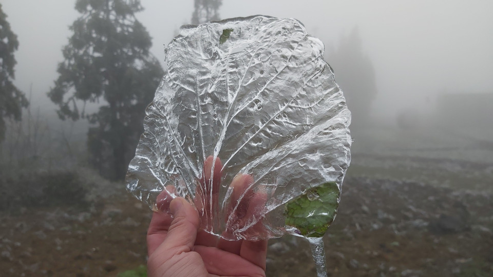 Lớp băng đọng trên lá cải tại thôn Xín Phìn Chư, xã Xín Cái, huyện Mèo Vạc (Hà Giang). (Ảnh: Nguyễn Chiến/TTXVN)