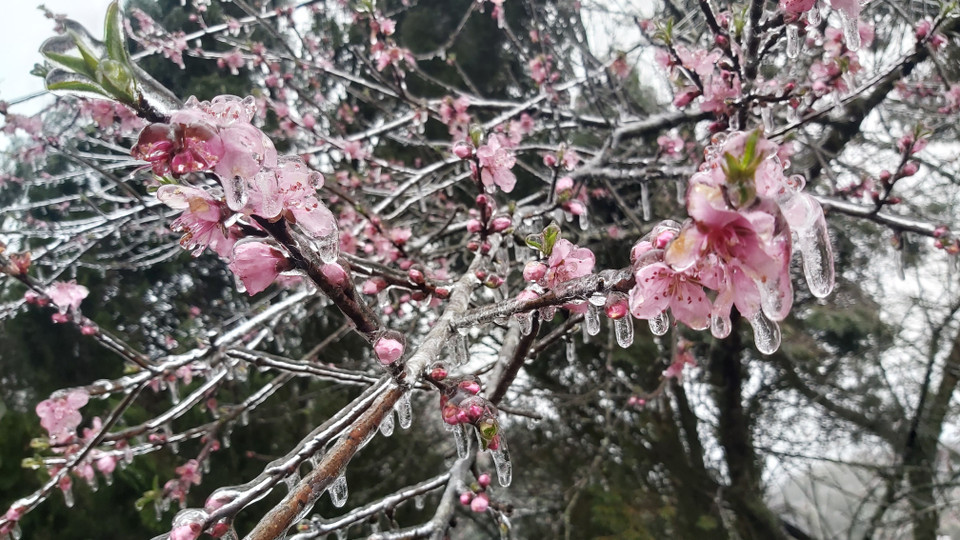 Hoa đào đóng băng tại Đồn Biên phòng Xín Cái, xã Xín Cái, huyện Mèo Vạc (Hà Giang). (Ảnh: Nguyễn Chiến/TTXVN)