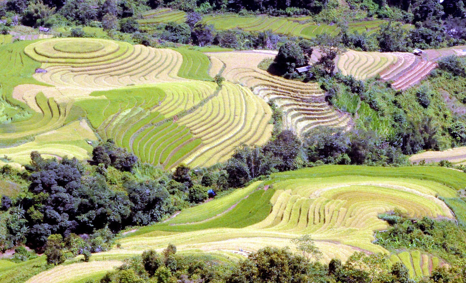 Ruộng bậc thang tại xã Xím Vàng, huyện Bắc Yên (Sơn La). (Ảnh: Quang Quyết/TTXVN)