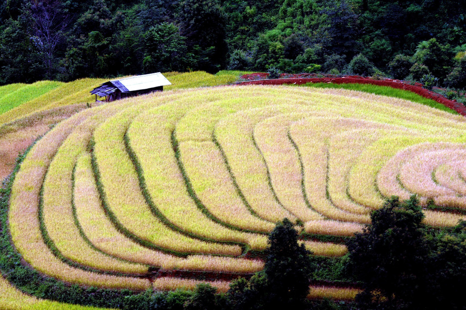 Ruộng bậc thang tại xã Xím Vàng, huyện Bắc Yên (Sơn La). (Ảnh: Quang Quyết/TTXVN)