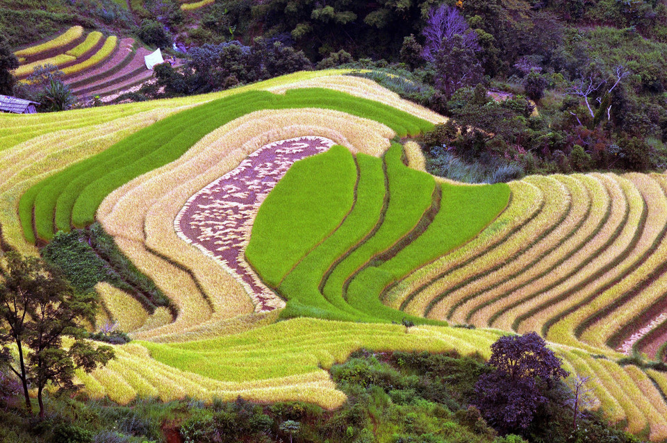 Ruộng bậc thang tại xã Xím Vàng, huyện Bắc Yên (Sơn La). (Ảnh: Quang Quyết/TTXVN)