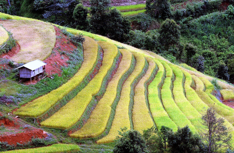 Ruộng bậc thang tại xã Xím Vàng, huyện Bắc Yên (Sơn La). (Ảnh: Quang Quyết/TTXVN)