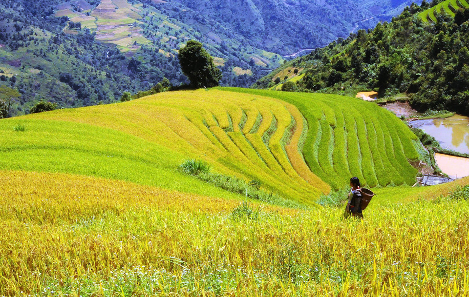 Ruộng bậc thang tại xã Hang Chú, huyện Bắc Yên (Sơn La). (Ảnh: Quang Quyết/TTXVN)