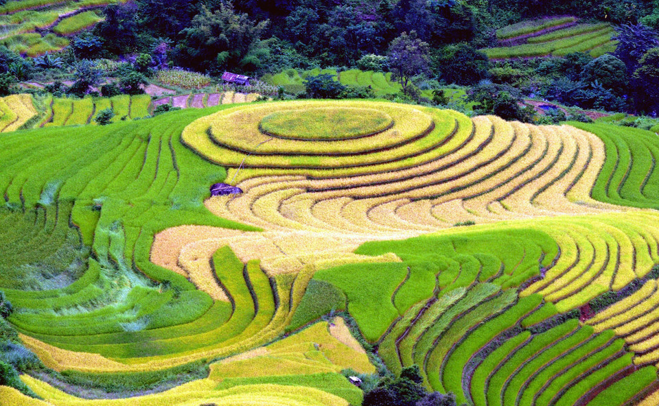 Ruộng bậc thang tại xã Xím Vàng, huyện Bắc Yên (Sơn La). (Ảnh: Quang Quyết/TTXVN)