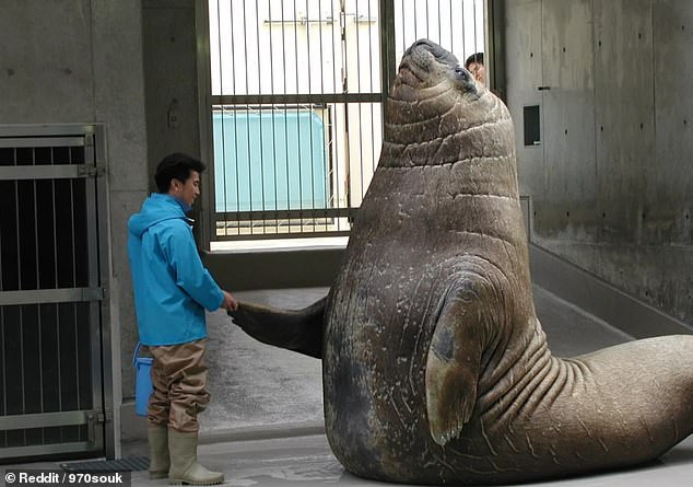 Chú hải cẩu voi khổng lồ có tên gọi Minazo tại Công viên hải dương học Enoshima, Nhật Bản. (Nguồn: Reddit)
