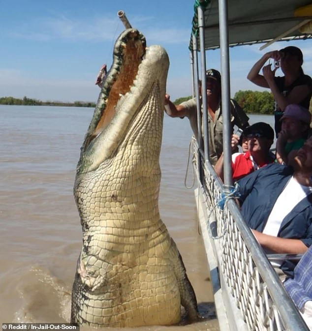 Con cá sấu với kích thước quá to lớn. (Nguồn: Reddit)