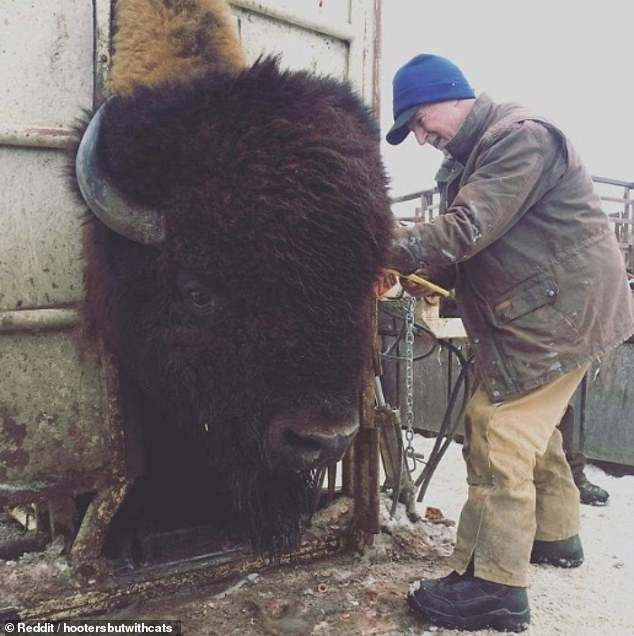 Con bò rừng bison này có trọng lượng gần 1,4 tấn. (Nguồn: Reddit)