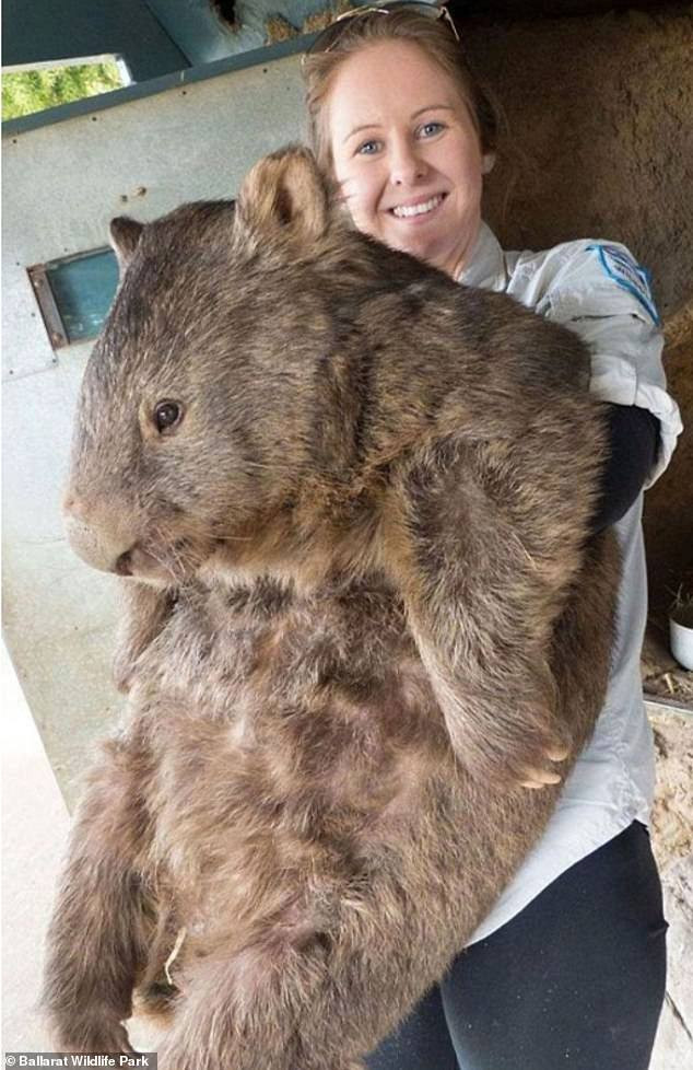 Patrick, con gấu túi lớn nhất và già nhất thế giới. (Nguồn: Công viên hoang dã Ballarat)