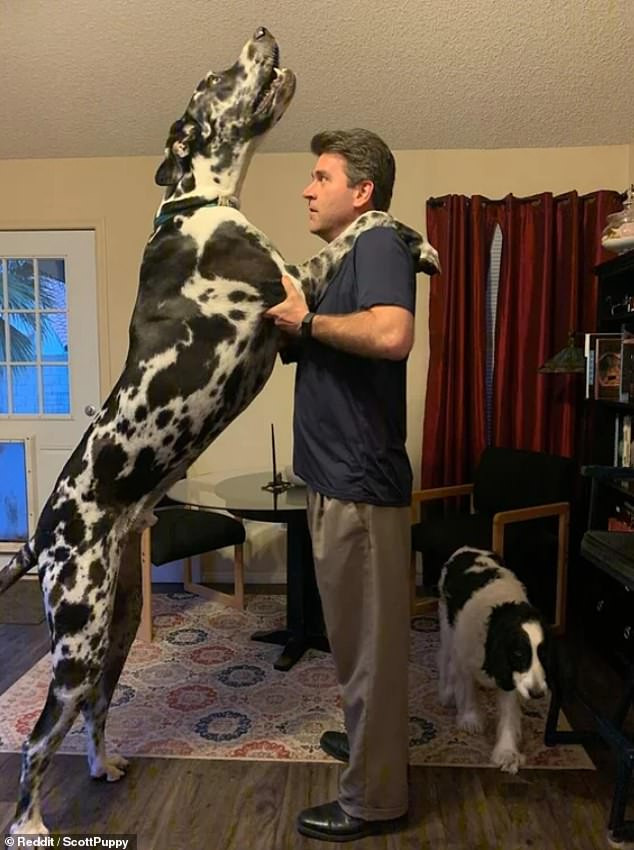 Chú chó Great Dane đứng cao hơn cả người đàn ông 1,88m. (Nguồn: Reddit)