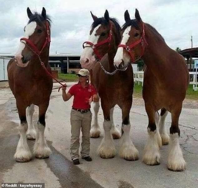 Những con ngựa Clydesdale này thật là cao lớn. (Nguồn: Reddit)