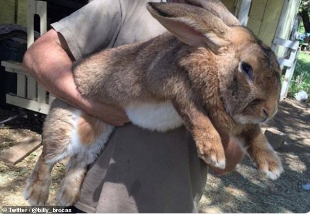 Một con thỏ khổng lồ khiến người chủ phải chật vật khi ôm. (Nguồn: Twitter)