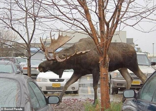 Một chú tnai sừng tấm to lớn đi lạc vào bãi đỗ xe. (Nguồn: Bored Panda)