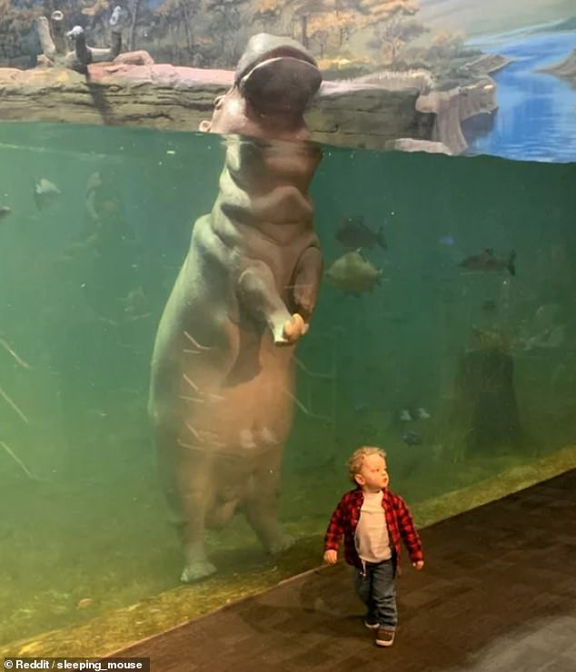 Bức ảnh tại vườn thú New Jersey cho thấy kích thước quá khác biệt giữa một con hà mà và đứa trẻ. (Nguồn: Reddit)