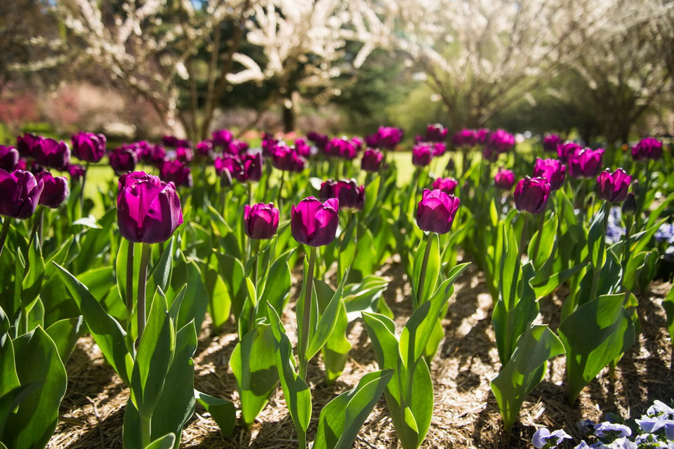 Tulip không chỉ có màu đỏ mà còn mang sắc tím. (Ảnh: Quang Minh/Vietnam+)