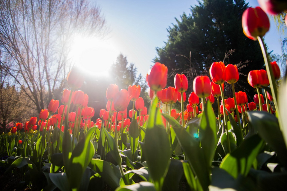 Từng luống hoa Tulip đua nhau khoe sắc dưới ánh nắng. (Ảnh: Quang Minh/Vietnam+)