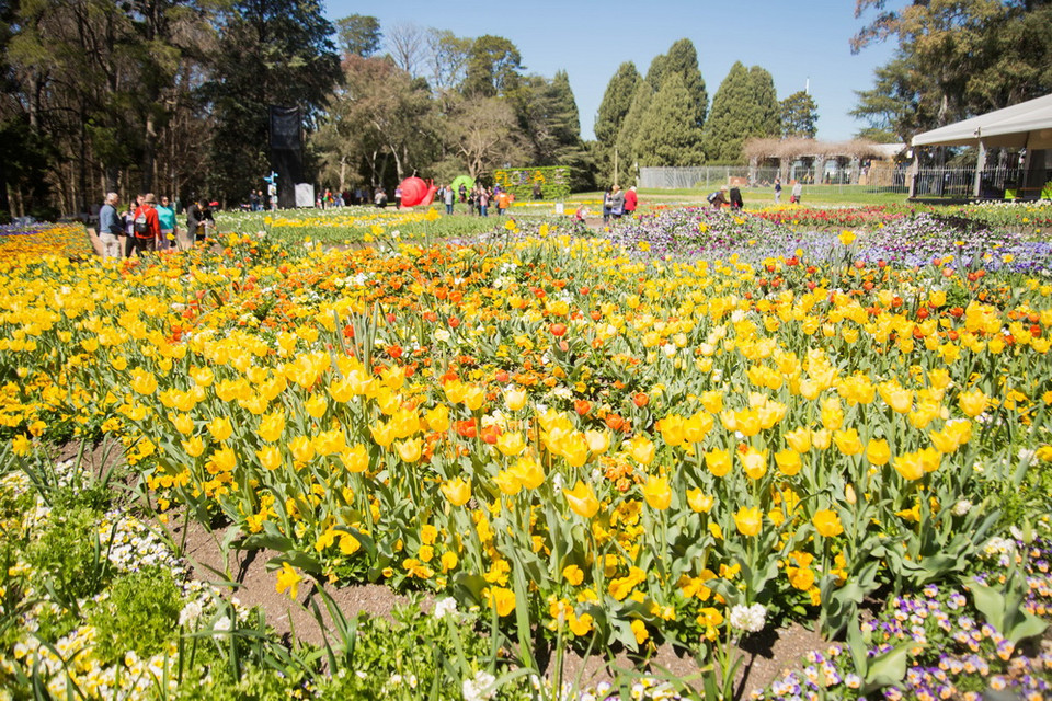 Một góc Lễ hội Floriade. (Ảnh: Quang Minh/Vietnam+)