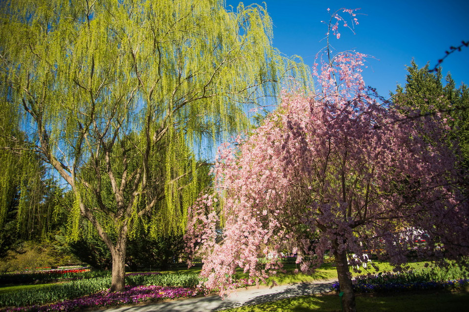 Một góc vườn hoa Tulip Top. (Ảnh: Quang Minh/Vietnam+) Người dân Australia và hàng ngàn du khách quốc tế đang có cơ hội đắm chìm vào vẻ đẹp mùa xuân tại thủ đô Canberra của Xứ sở Chuột túi với Lễ hội hoa Floriade và vườn hoa Tulip Top. Với hơn một triệu đóa hoa được trưng bày trong khu vườn rộng 8.000 m2, lễ hội hoa Floriade là một truyền thống được Canberra duy trì 27 năm liên tục tại Công viên Commonwealth. Màn trình diễn hoa ấn tượng với chủ đề ‘Đam mê’ năm nay mang lại cho du khách cảm giác kinh ngạc không ngừng qua nghệ thuật sắp đặt hơn một triệu bông hoa tuylip, diên vĩ, thủy tiên vàng, hoa cúc dại… với những thiết kế táo bạo. Ban Tổ chức cho biết ước tính sẽ có hơn 400.000 người đổ về Canberra để đắm chìm vào biển hoa đang khoe sắc trong thời gian diễn ra lễ hội hoa từ ngày 13/9-12/10.