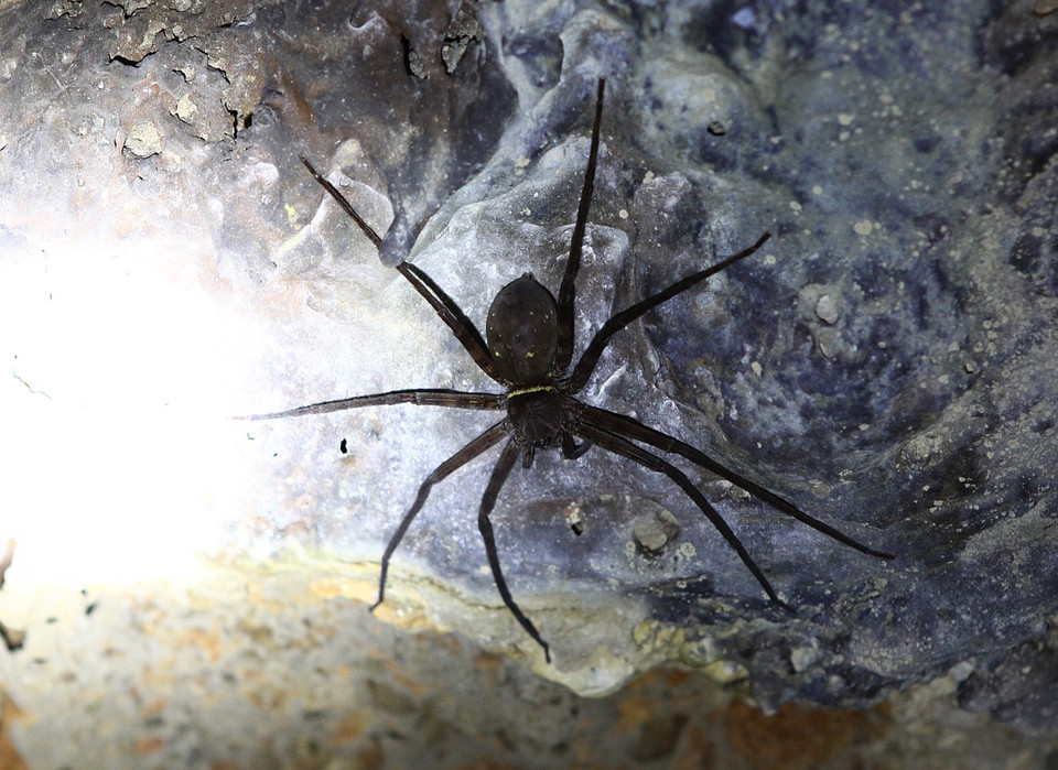 Trong hang có nhiều loại côn trùng và động vật sinh sống. (Ảnh: Dương Giang/TTXVN)