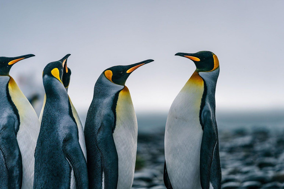 Bên cạnh những giải thưởng về tiền mặt và thiết bị chụp ảnh, các tác phẩm đoạt giải cũng sẽ được đưa vào sách ảnh thường niên của Trong năm tổ chức thứ 13 này, Sony World Photography Awards.