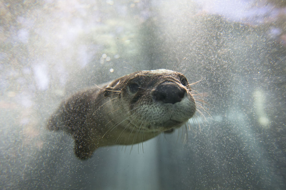 Cô rái cá Bắc Mỹ có tên gọi Sugar bơi trong bể nuôi tại vườn thú Cincinnati. (Ảnh: AP)