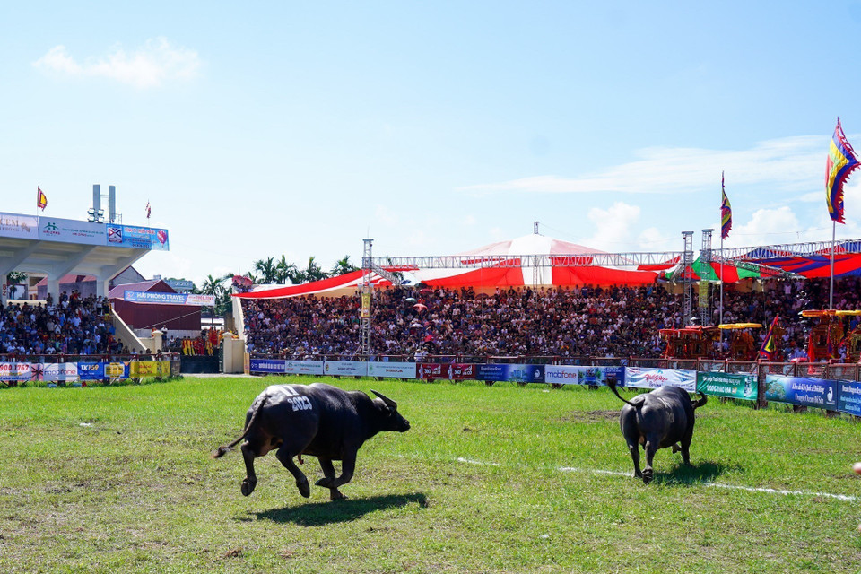 Một con trâu thua cuộc phải bỏ chạy. (Ảnh: TTXVN phát)