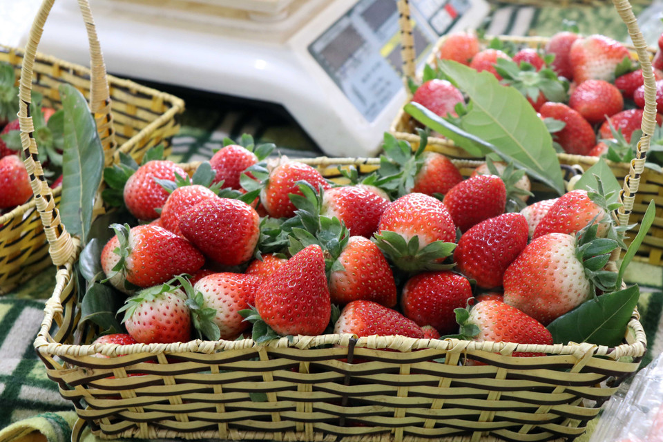 Quả dâu tây được trồng tại xã Cò Nòi, huyện Mai Sơn, tỉnh Sơn La có kích thước to, vị thơm, ngọt. (Ảnh: Hữu Quyết/TTXVN)