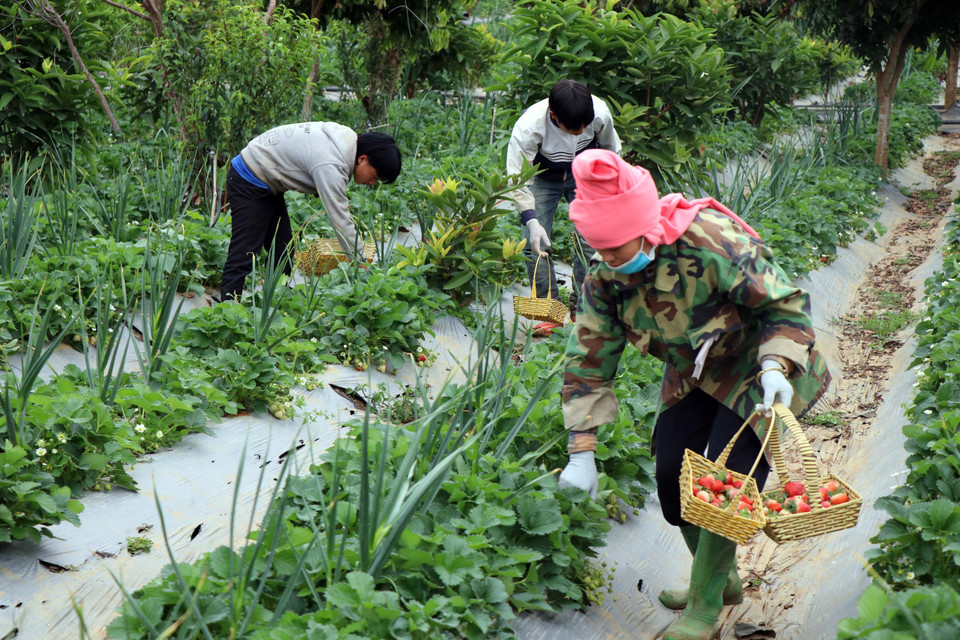 Thành viên Hợp tác xã dâu tây Xuân Quế, xã Cò Nòi thu hoạch dâu tây. (Ảnh: Hữu Quyết/TTXVN)