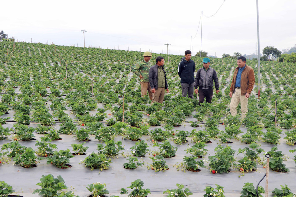 Người dân tham quan, học hỏi kinh nghiệm sản xuất tại vườn dâu tây của anh Lê Trung Toàn, bản Nong Quỳnh, xã Cò Nòi. (Ảnh: Hữu Quyết/TTXVN)