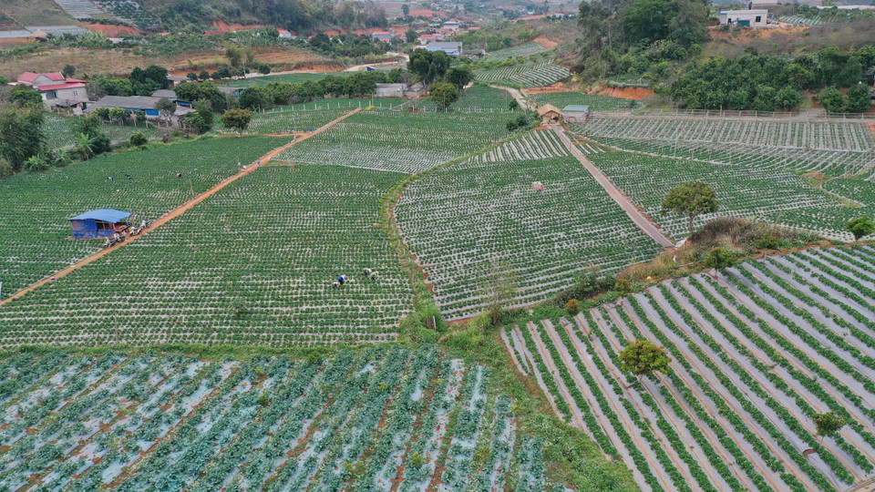 Vùng trồng dâu tây của các thành viên Hợp tác xã dâu tây Xuân Quế, xã Cò Nòi có diện tích hơn 12ha, tổng sản lượng đạt 300tấn/năm. (Ảnh: Hữu Quyết/TTXVN)