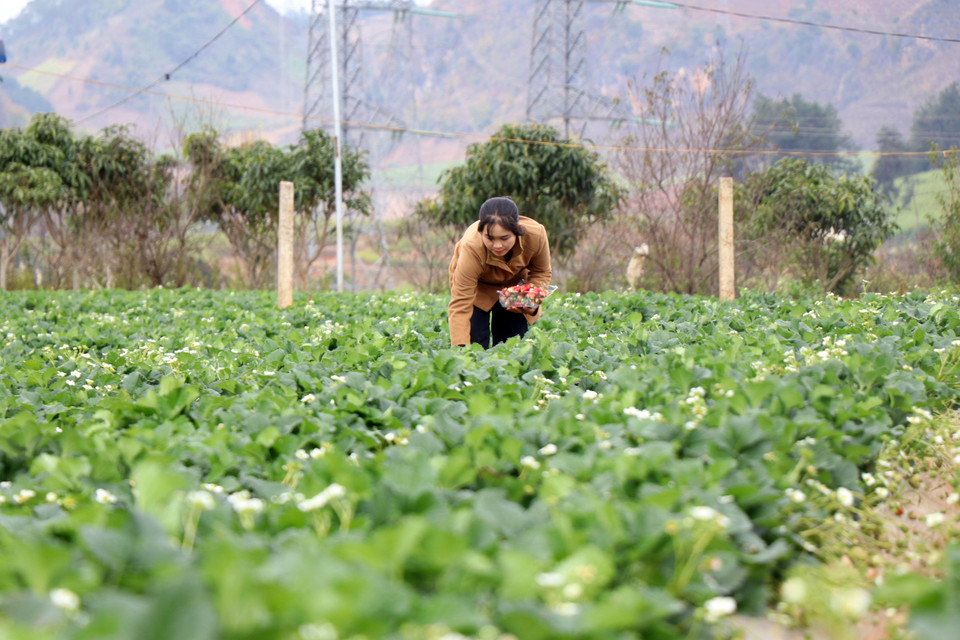Người dân tại xã Cò Nòi thu hoạch dâu tây. (Ảnh: Hữu Quyết/TTXVN)