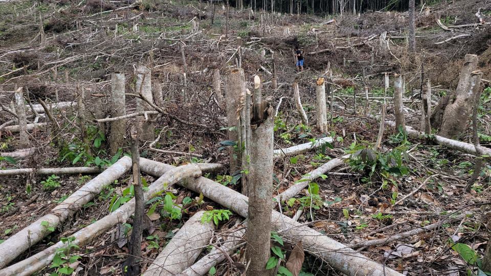 Tổng số cây bị chặt hạ là 641 cây. (Ảnh: Hoài Nam/TTXVN)