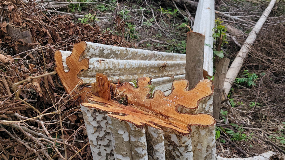 Các đối tượng đã lợi dụng thời cơ này để chặt phá hàng loạt cây gỗ như: Căm xe, Bằng lăng, Bình linh, SP5, SP6, SP7… với đường kính gốc từ 8-30cm. (Ảnh: Hoài Nam/TTXVN)