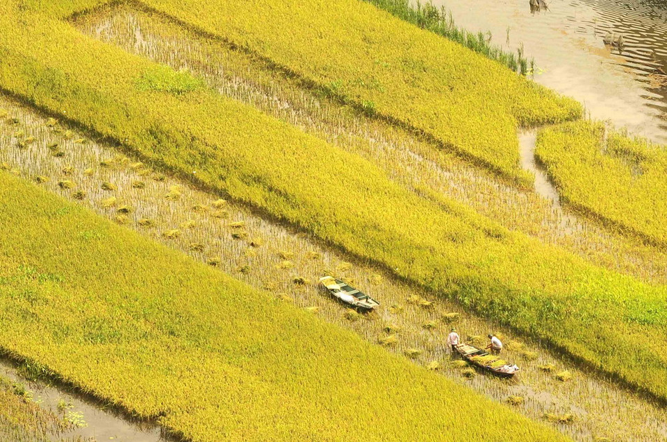 Lúa chín vàng trên đường vào khu du lịch Tam Cốc-Bích Động. (Ảnh: TTXVN)