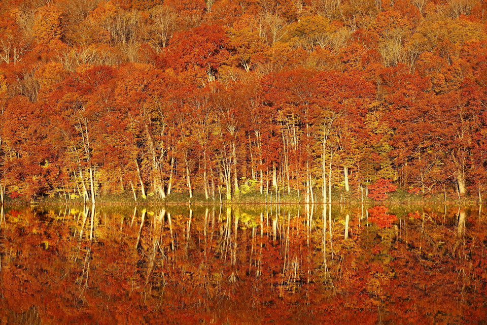 Hồ Tsutanuma ở Aomori, Nhật Bản nhuộm một màu vàng thơ mộng của lá cây. (Ảnh: Kyodo/TTXVN)