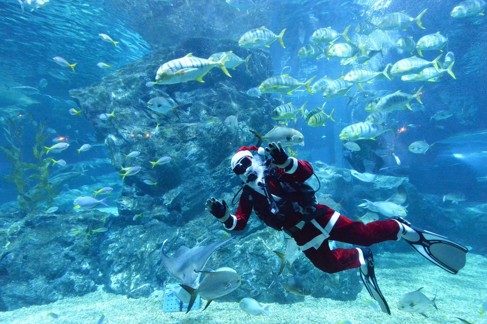 Thợ lặn trong trang phục "Ông già Noel" biểu diễn tại thủy cung ở Bangkok, Thái Lan, ngày 8/12/2021. (Ảnh: THX/TTXVN)