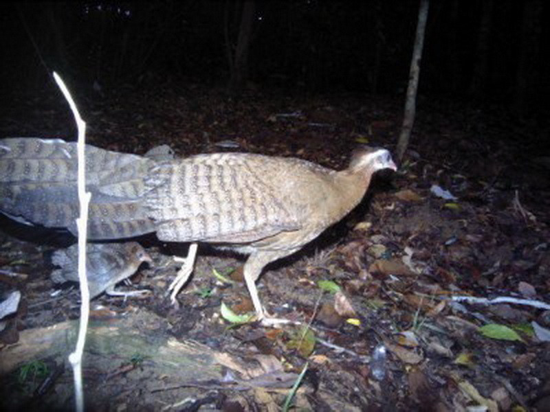 Chim trĩ Sao ở rừng Kon Plông. (Ảnh: TTXVN phát)