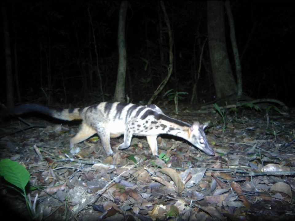 Cầy hương ở rừng Kon Plông. (Ảnh: TTXVN phát)