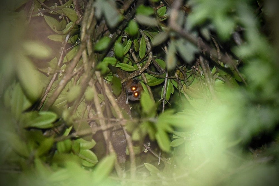 Cu li nhỏ ở rừng Kon Plông. (Ảnh: TTXVN phát)