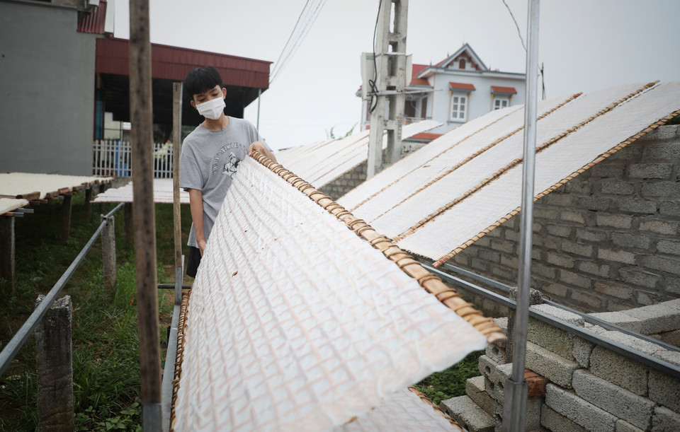 Phơi Mỳ Chũ tại Hợp tác xã sản xuất Mỳ Chũ Xuân Trường, xã Nam Dương, huyện Lục Ngạn (Bắc Giang). (Ảnh: Danh Lam/TTXVN)