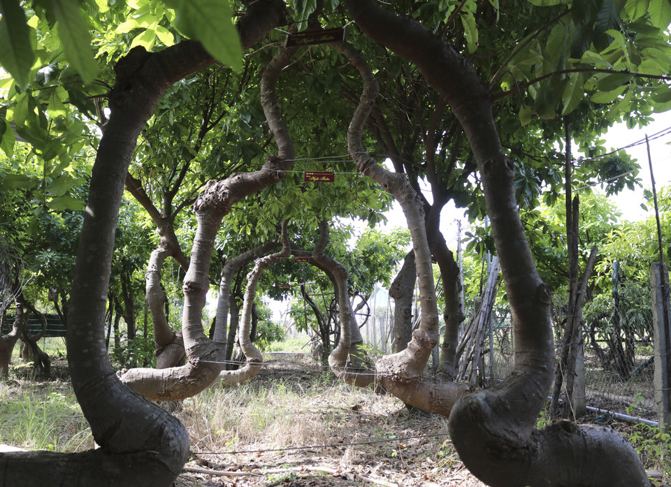 Cây Vô ưu được tạo thành hình dáng người ngồi thiền. (Ảnh: Nguyễn Thành/TTXVN)