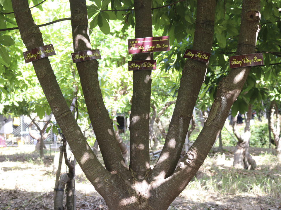 Dáng cây Vô ưu thể hiện “Năm điều không nên làm - Ngũ giới.” (Ảnh: Nguyễn Thành/TTXVN)