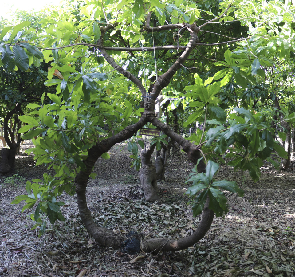 Dáng cây “Từ tâm cho hành tinh xanh” được tạo hình trái tim gieo vào quả đất như nhắc nhở mọi người hãy chung tay bảo vệ môi trường. (Ảnh: Nguyễn Thành/TTXVN)